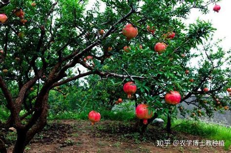 大果石榴種植|手把手教你种石榴，掌握高产种植技术，石榴长得个大。